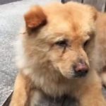 The dog waiting his owner for 12 hours daily on the railway station
