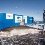 Hilton shark which has 20,000 Twitter followers