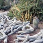 Cactus moving to the desert by cutting branches on themselves