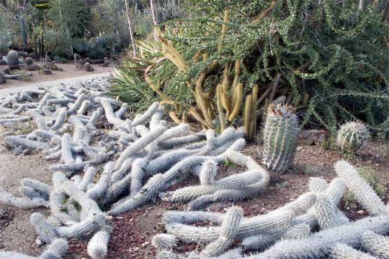 Cactus moving to the desert by cutting branches on themselves