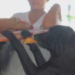 Clever dog to buy biscuit exchange of tree leaves