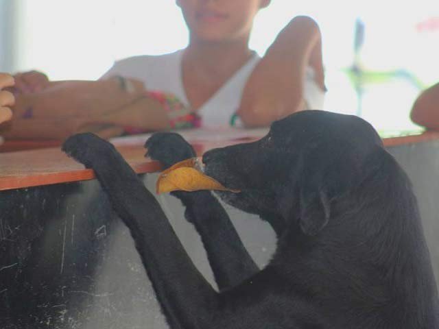 Clever dog to buy biscuit exchange of tree leaves