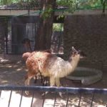 American cameras of rare generation broke in Lahore Zoo