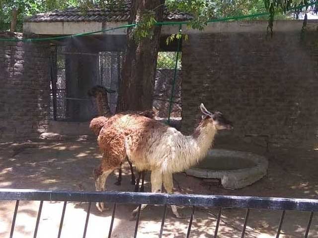 American cameras of rare generation broke in Lahore Zoo