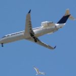 During the flying flight of the birds also flying
