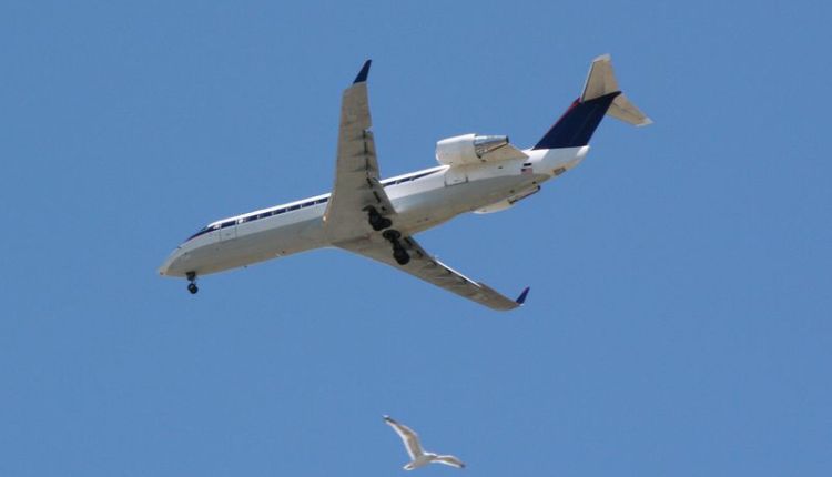 During the flying flight of the birds also flying