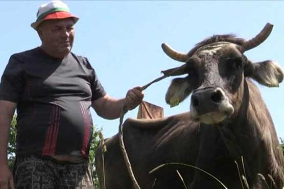 The fault crossing the border escaped from death