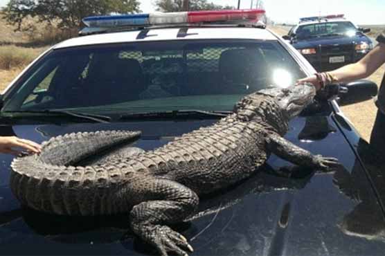 American police but unconscious by fish tank