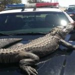 American police but unconscious by fish tank