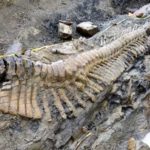 Mexico: claims to discover new generation of dinosaurs