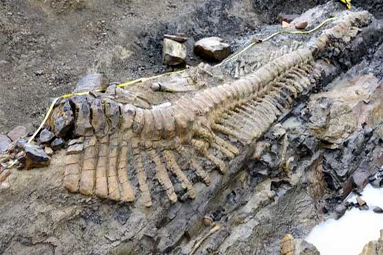 Mexico: claims to discover new generation of dinosaurs