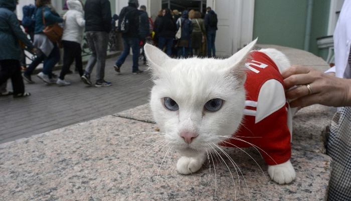 The prediction of the wins in the World Cup will now be a 'lion of lion'