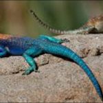 Why is the color of the lidricas bleeding? Scientists detected