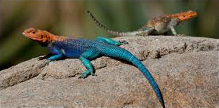 Why is the color of the lidricas bleeding? Scientists detected