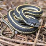 The snake head of the snake hit the American citizen