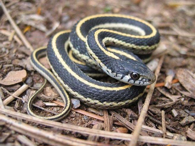 The snake head of the snake hit the American citizen