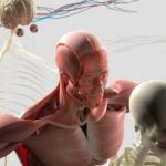 The exhibition of original human bodies in New Zealand stolen 13 lakh rupees thumb