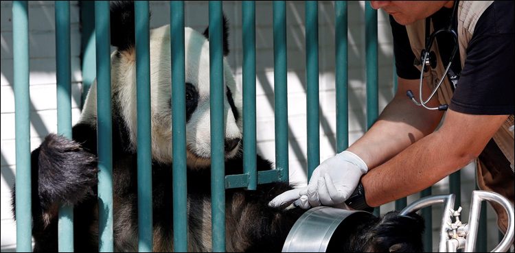 The world's longest pandah focuses on people's attention