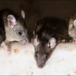 India: The mice in ATM grind millions of rupees