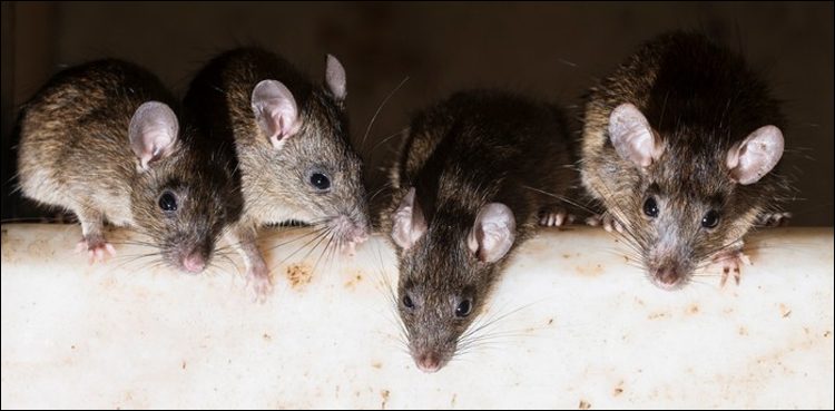 India: The mice in ATM grind millions of rupees