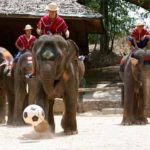 Thailand elephants also beat humans, suffering from football