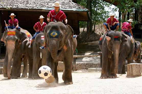 Thailand elephants also beat humans, suffering from football