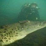 Diving demonstrates presence of crocodiles
