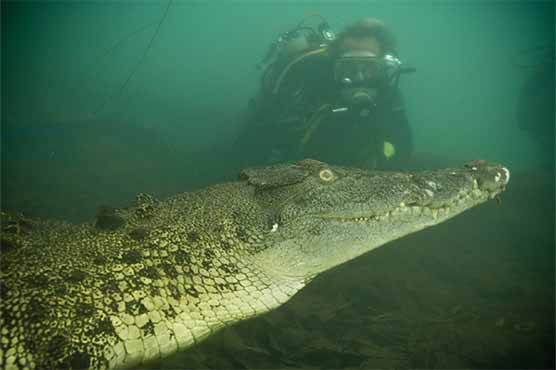 Diving demonstrates presence of crocodiles