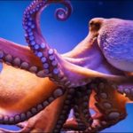 Are octopus space creatures?