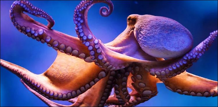Are octopus space creatures?