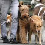 Interesting races with owners of the UK in their dogs