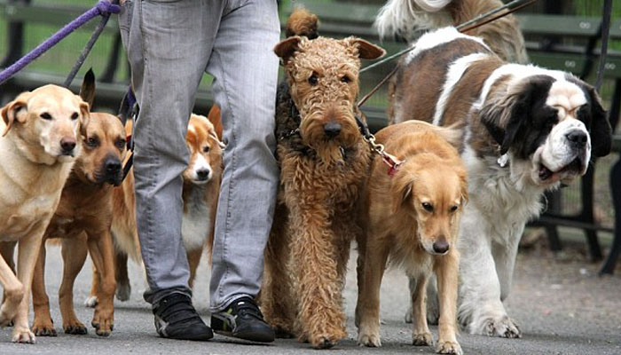 Interesting races with owners of the UK in their dogs