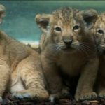 3 Germans present in front of the tiger