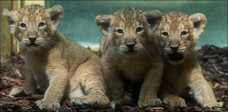 3 Germans present in front of the tiger