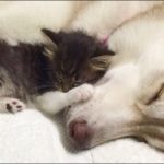 Brave dogs save life of cats infant child