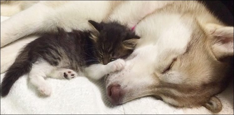 Brave dogs save life of cats infant child