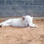 The rare white lion is the first time in front of the public