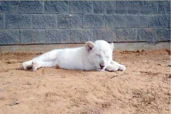 The rare white lion is the first time in front of the public