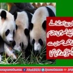 Panda's birthday arranged to born in china