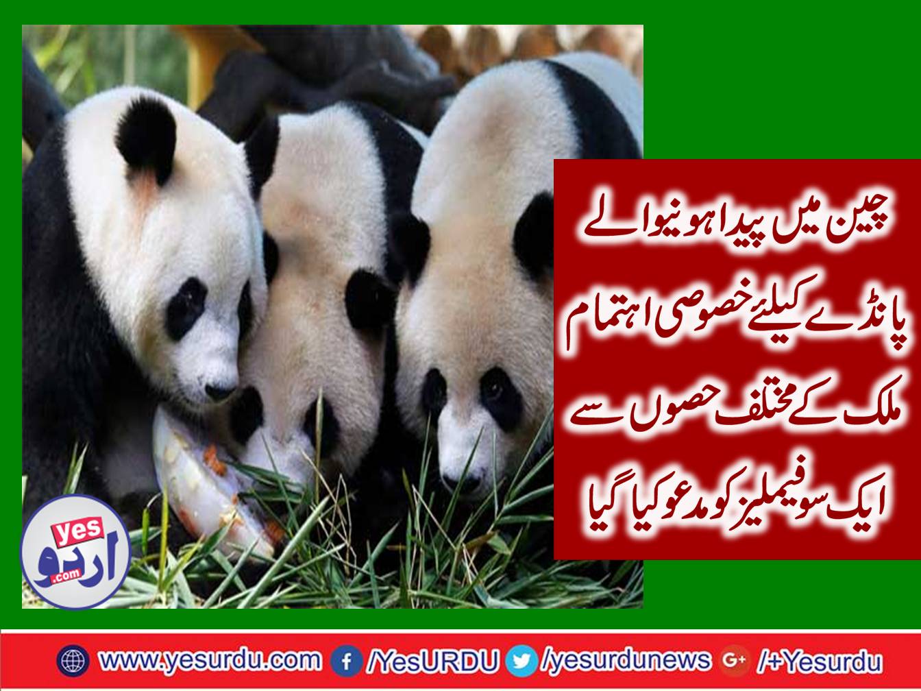 Panda's birthday arranged to born in china