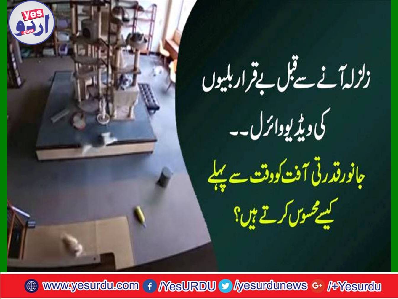 Video viral of untouchable cats before earthquake