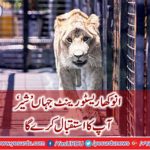 'Lion' will welcome you in Turkey's unique restaurant