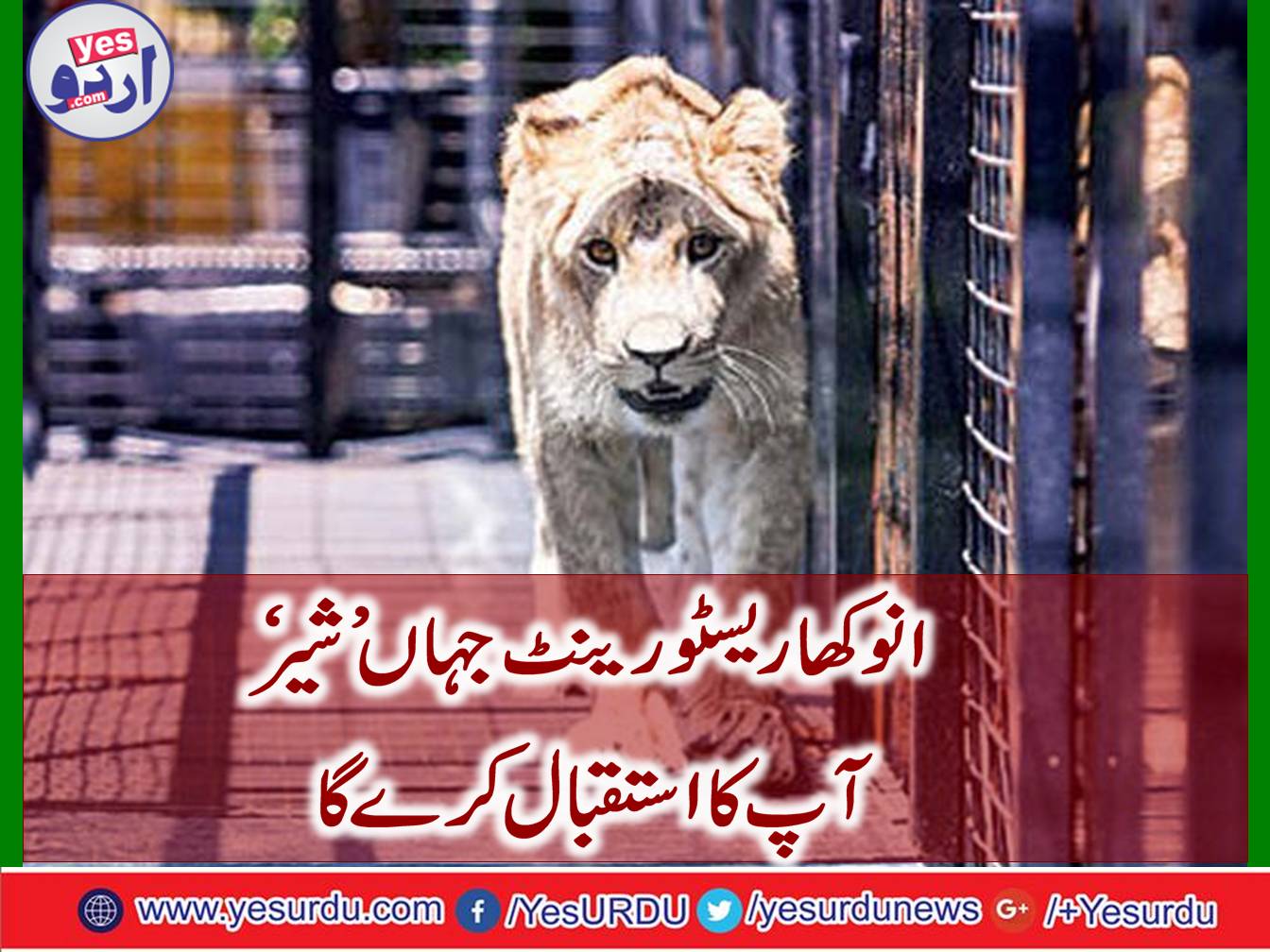 'Lion' will welcome you in Turkey's unique restaurant