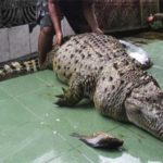 Indonesia: Unique revenge, the enchanted crowd killed 300 crocodiles