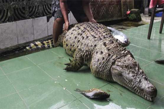 Indonesia: Unique revenge, the enchanted crowd killed 300 crocodiles
