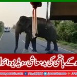 Rascal of hungry elephants, video viral
