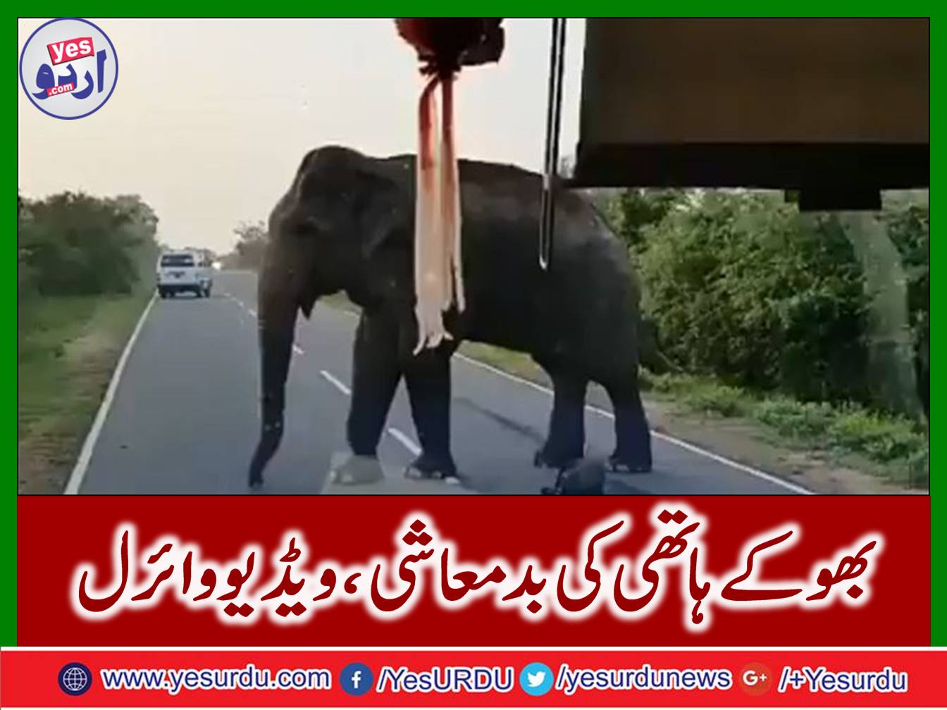 Rascal of hungry elephants, video viral