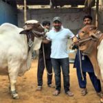 Sarfraz Ahmed bought 2 heavy bulls for sacrifice