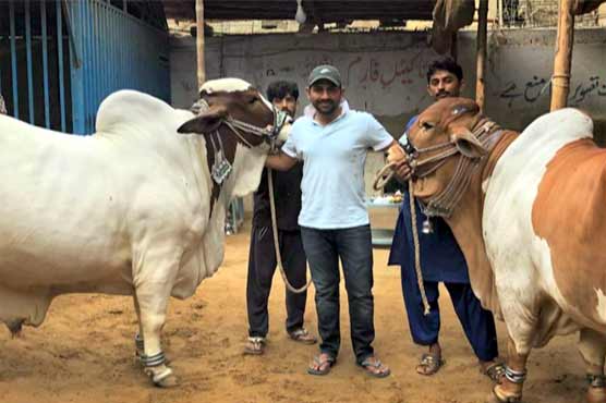 Sarfraz Ahmed bought 2 heavy bulls for sacrifice