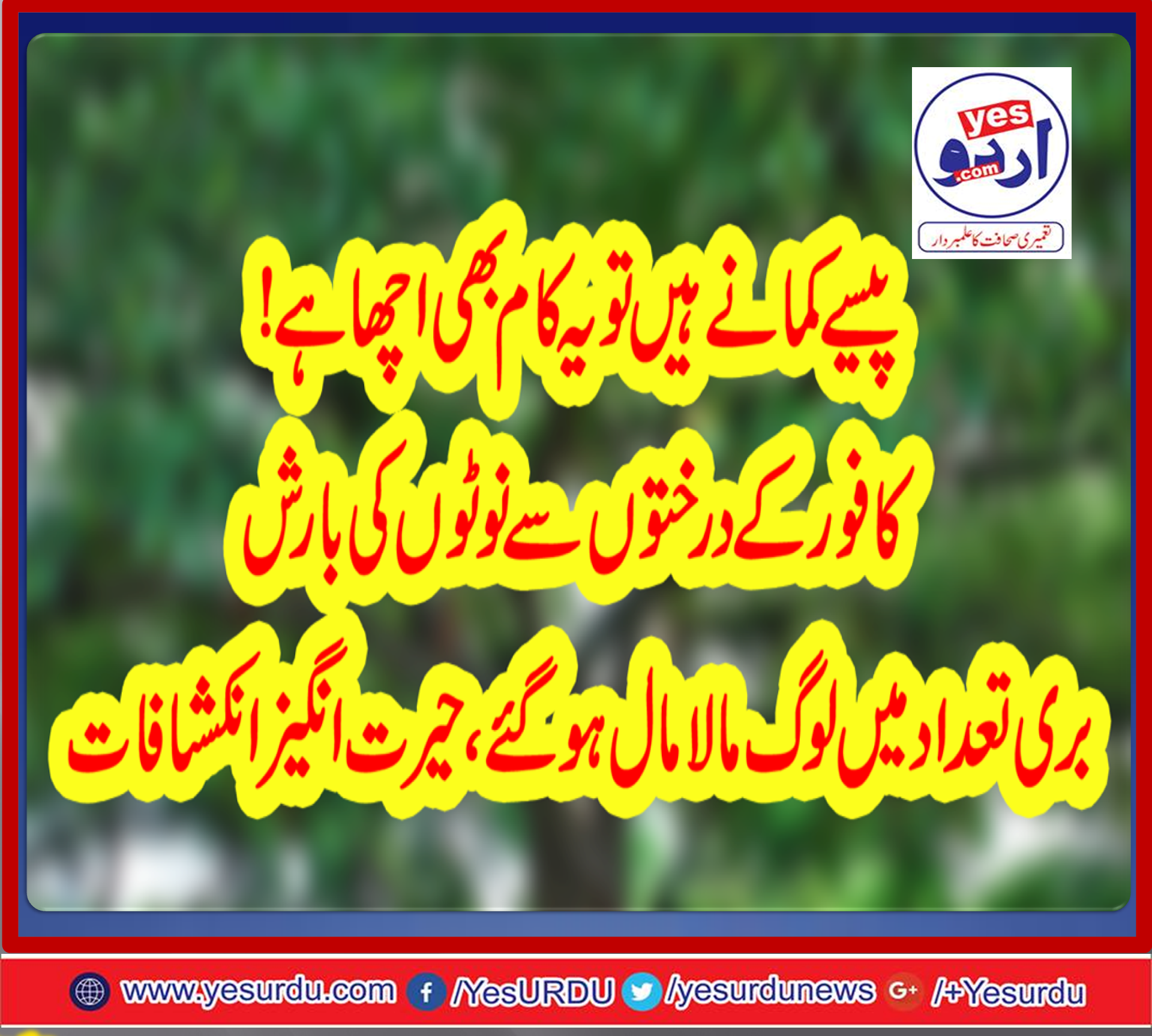پیسے کمانا ہے تو یہ کام بھی اچھا ہے ! کافور کے درختوں سے نوٹوں کی بارش،بڑی تعداد میں لوگ مالا مال ہوگئے، حیرت انگیزانکشافات